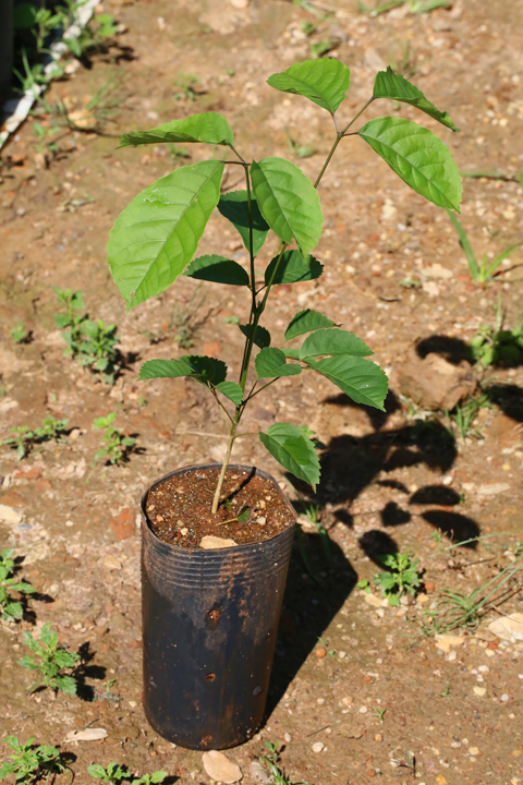 Mudas para Arborização a Venda - Espécie Ipê Roxo Bola